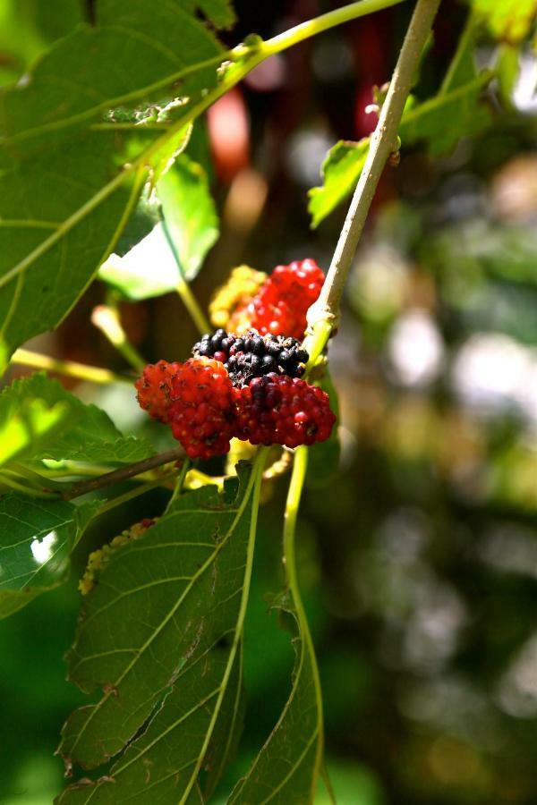 Pondok Plantation Luxury Mountain Escape Bedugul เบอดูกูล ภายนอก รูปภาพ